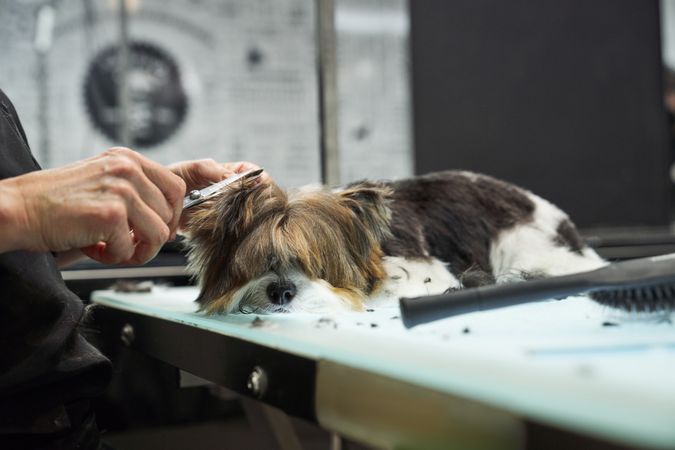 Crop groomer cutting fur of adorable dog