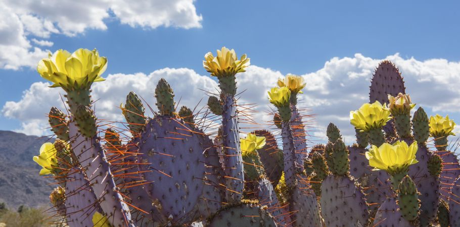 Panorama images of dollarjoint Prickly Pear
