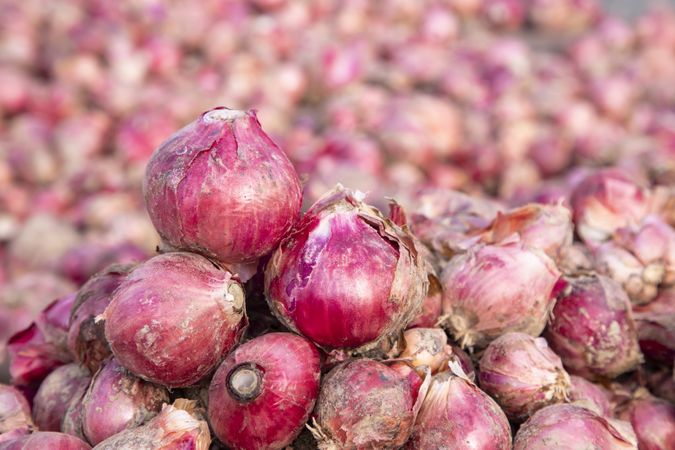 Red onion or shallots in agriculture field in Bangladesh
