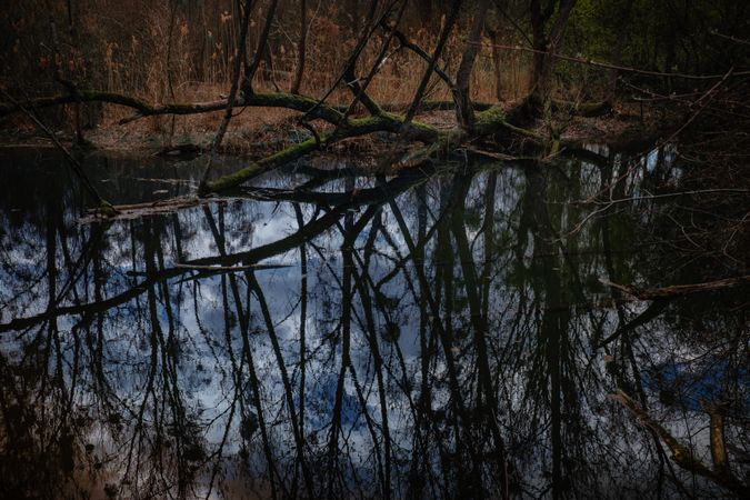 Reflection of trees in pond on overcast day