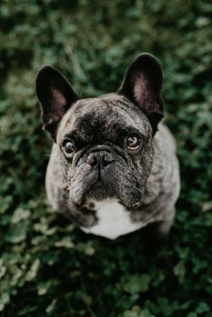 French bulldog with gray spots sitting on grass