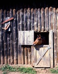 Horse inside stockade-looking barn made of pine poles in Sturgis, South Dakota v5qmq5