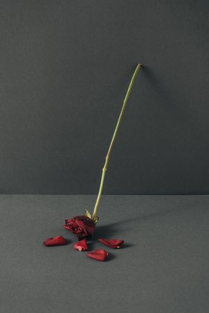 Dry rose flower and petals leaning on gray background