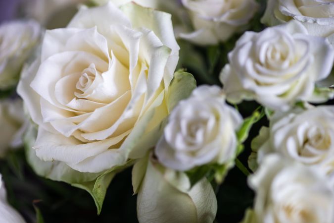 Roses in bouquet