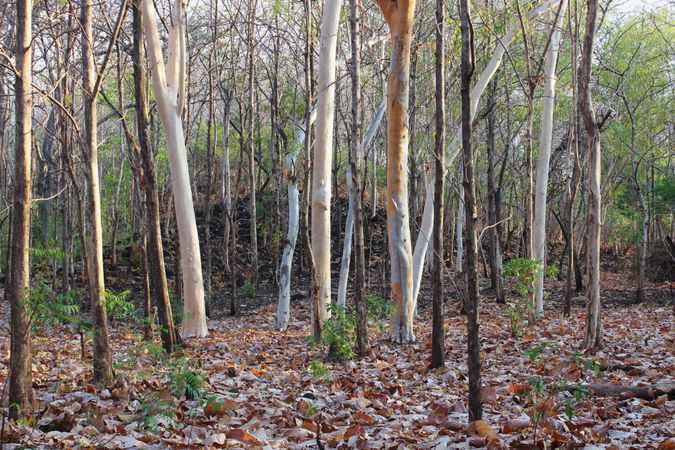fallen leaves