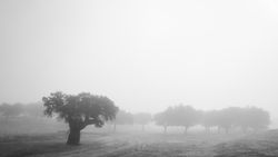 Trees on field between grass in fog