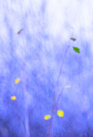Tender dry leaves in blue light effect