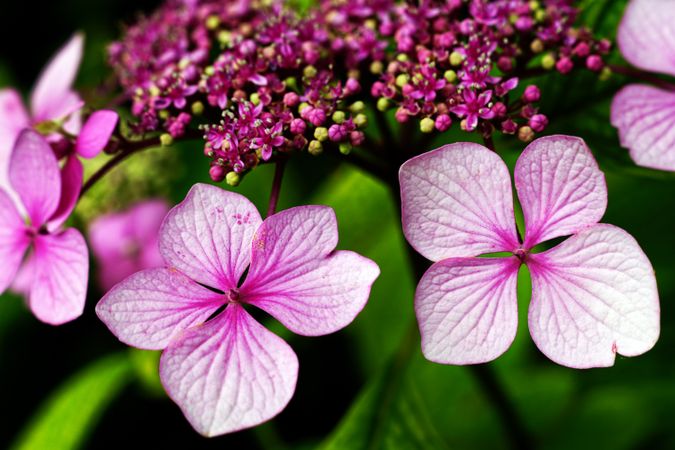 Purple flowers on bush