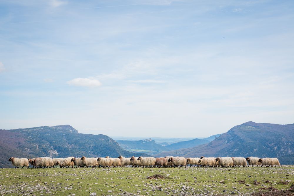 Herd of mountain sheep in field