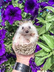 Person holding hedgehog among violet flowers
