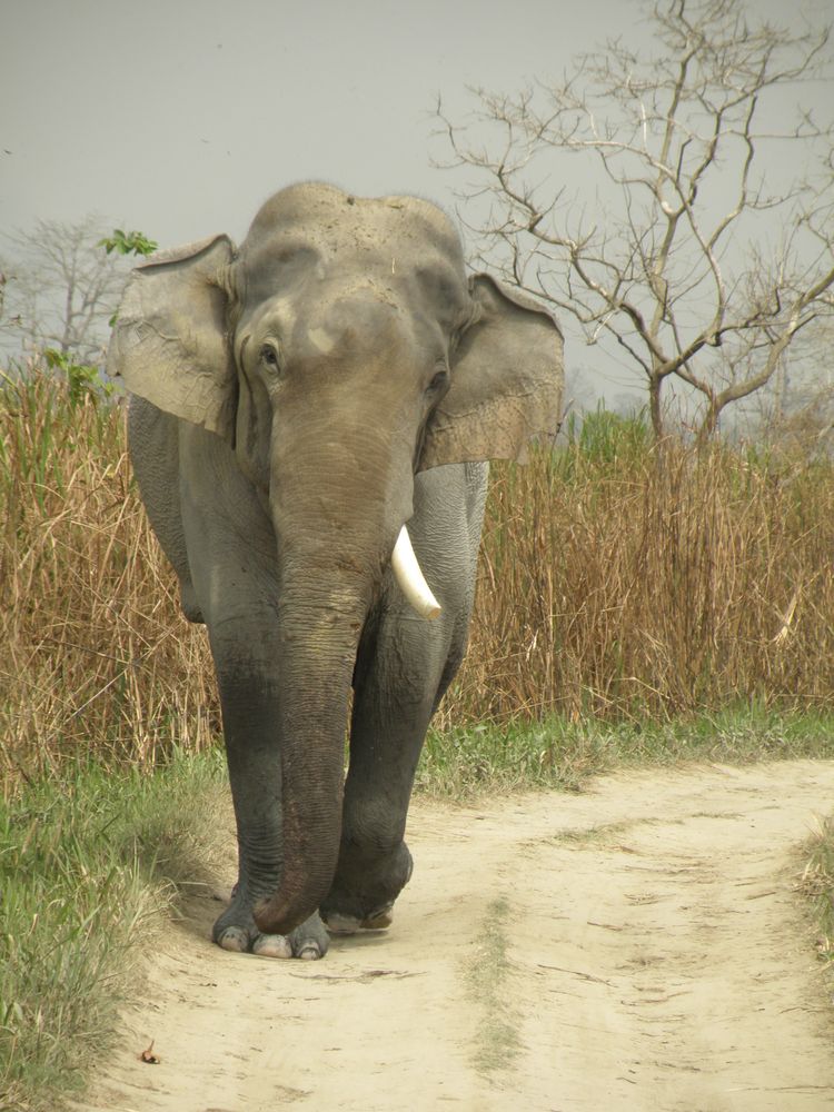 Elephant in the sun