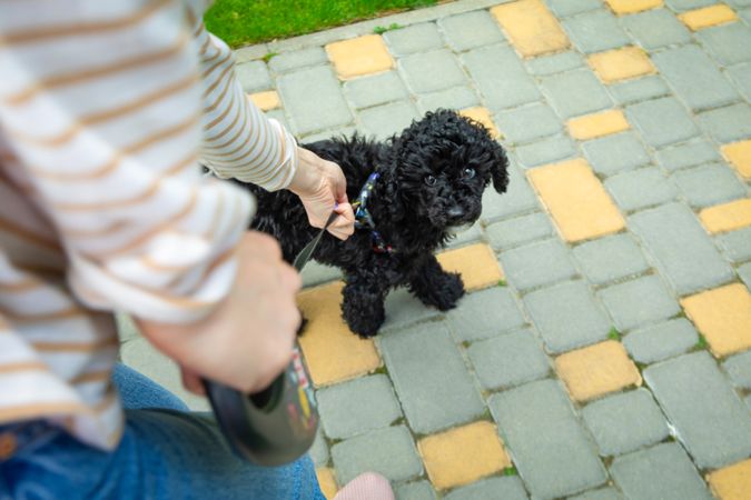 Dog on a leash looking at woman