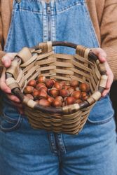 Person holding wicker basket full of hazelnut