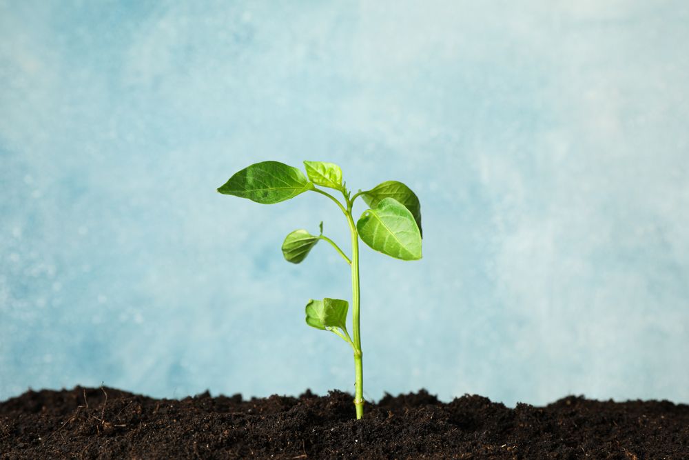 Seedling in soil against light background, space for text. Environmental protection