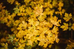 Yellow trees on amazing tree