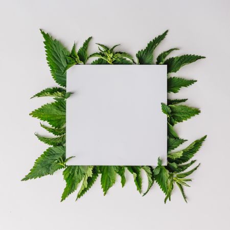 Nettle leaves in square frame on light background