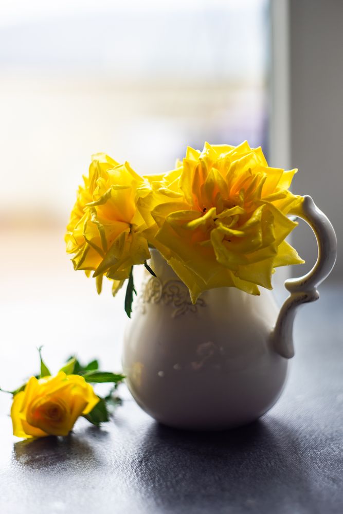 Yellow roses in a vase