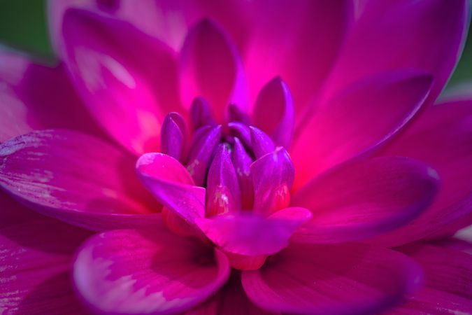 Center of lush vivid magenta colored flower
