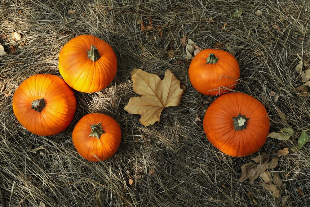 Autumn concept with pumpkins and leaf outdoor
