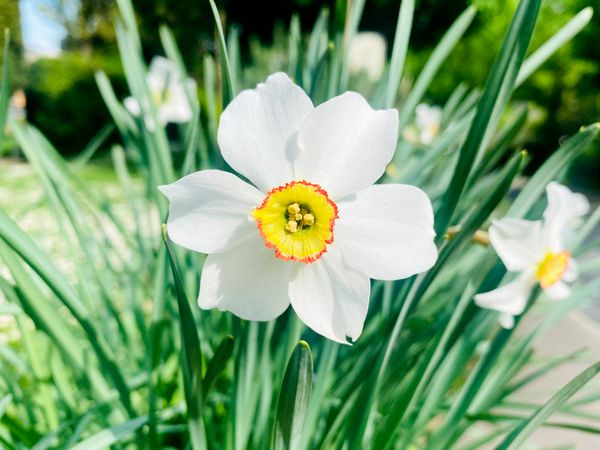 daffodil in a garden