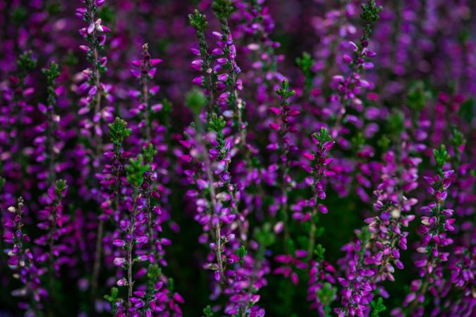 Purple calluna flowers blooming in a garden as a natural background