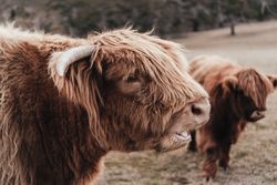 Brown mountain cows in close-up
