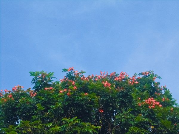 plant and sky