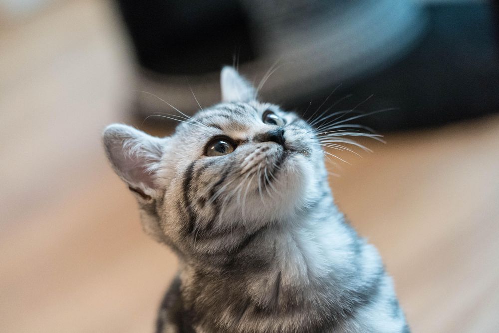 Light tabby kitten in close up