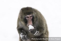 A snow monkey eating snow 4MKdl0