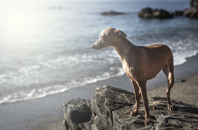 Little italian greyhound dog in the beach