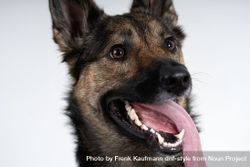 Close up of German Shepherd with tongue out bYqnXY