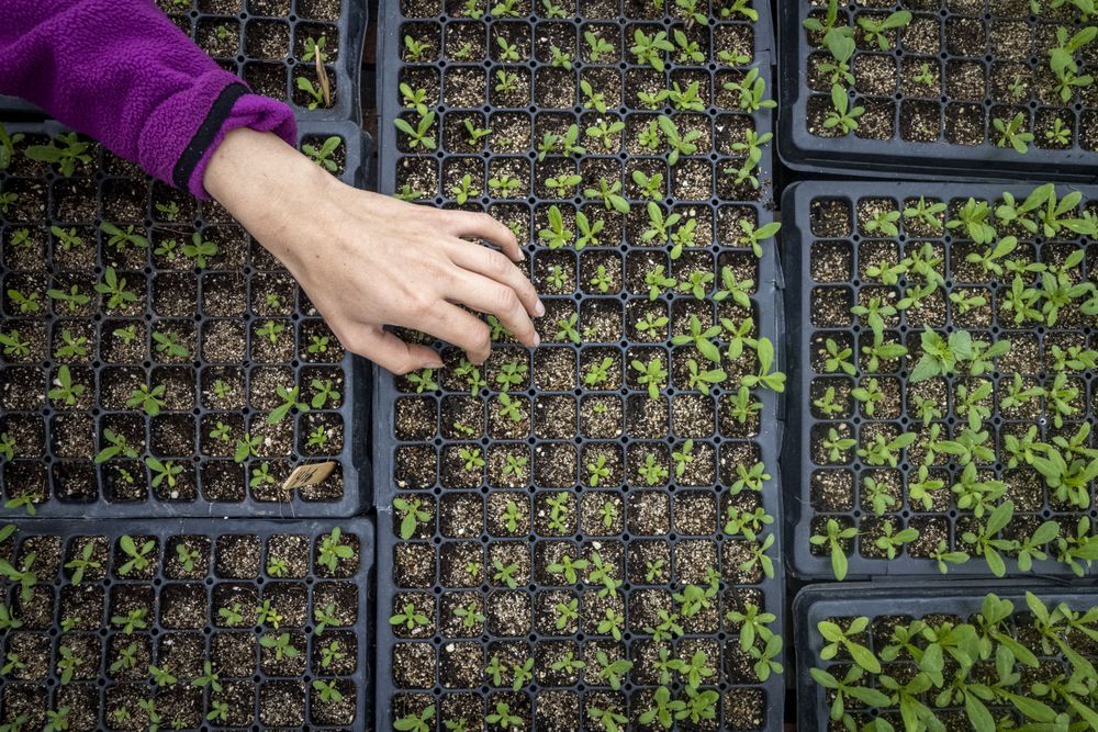 Copake, New York - May 19, 2022: Top view of female hand with small plants in greenhouse