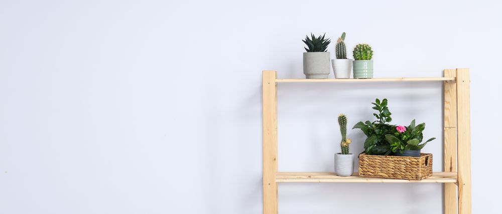 Cozy hobby - growing indoor plants at home