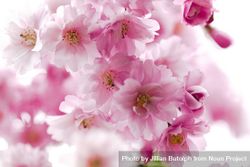 Beautiful feathery pink cherry blossom flowers, vertical composition bG1KY5