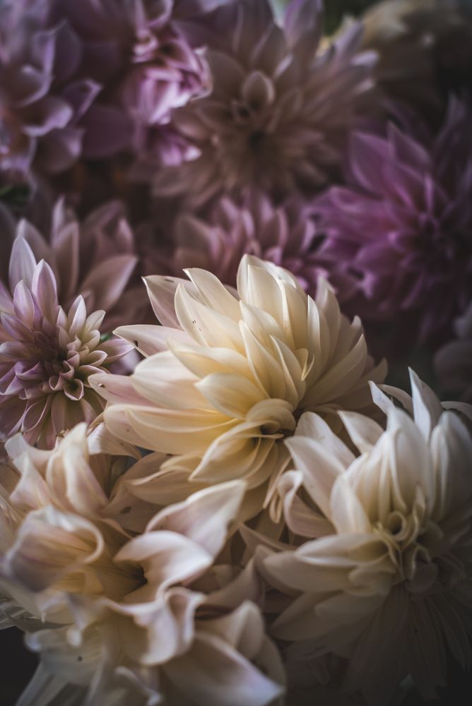 Bouquet of fresh pink flowers