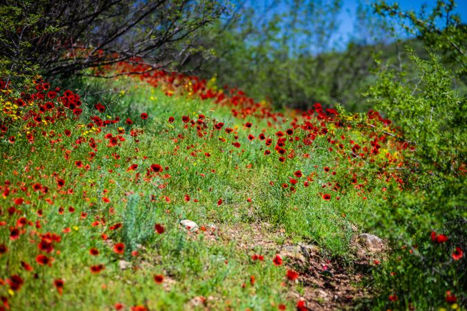 Many red poppy flowers in a field