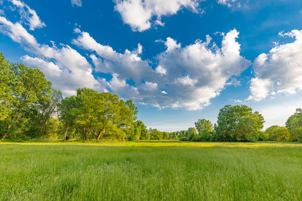 Field surrounded with trees and clouds in the sky