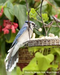 Blue jay eating peanuts bY6X10