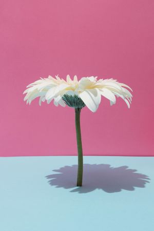 Daisy flower on dark pink and light blue background