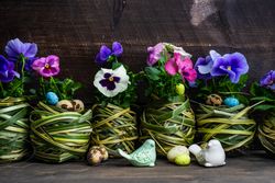 Easter holiday card with pots of pink &  purple flowers and decorative eggs and rabbit