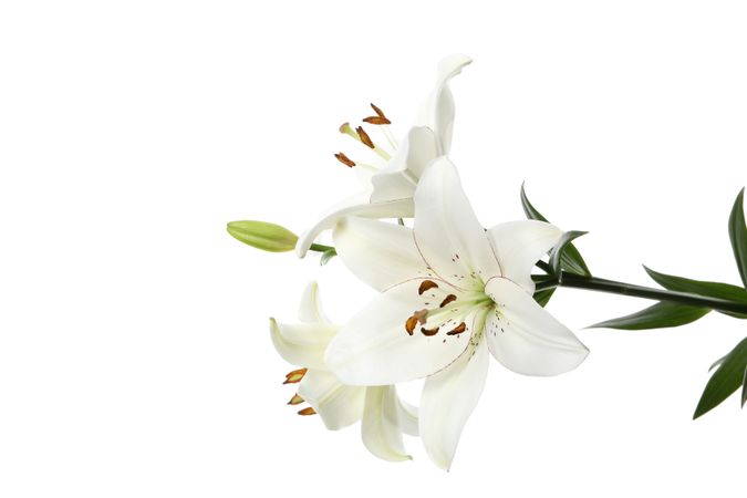 lily flower isolated on light background.