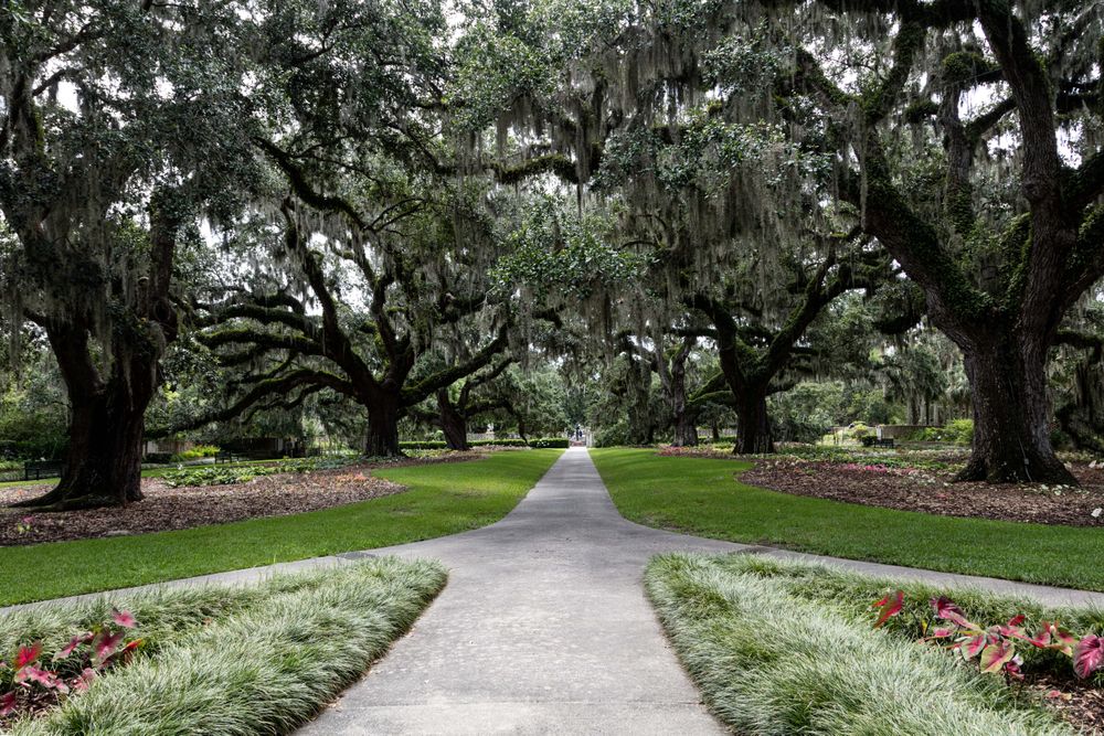 Canopy of oaks and Spanish moss at Brookgreen Gardens, Murrells Inlet, South Carolina