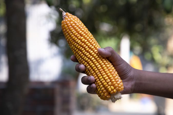agriculture harvest corn Hand holding  with the blurry background
