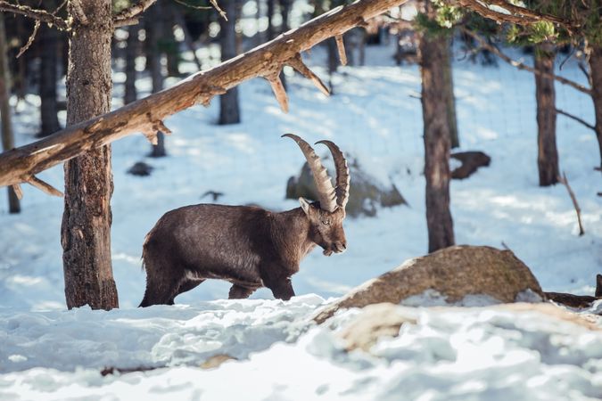 Wild goats pasturing near tree between snow