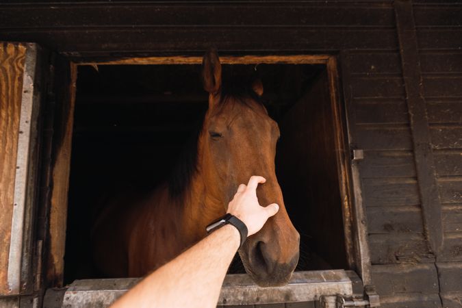 Person petting chestnut horse in wooden stable