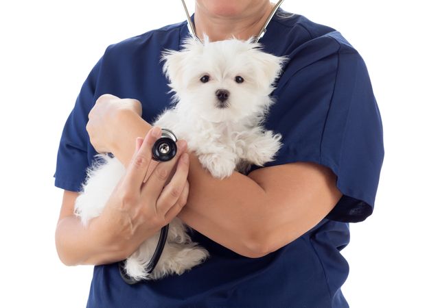 Female Veterinarian with Stethoscope Holding Young Maltese Puppy