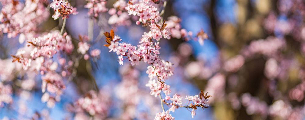 Wide shot of pink cherry blossoms with blue sky behind