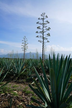 Field of blooming agave