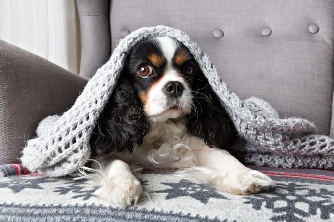 Cavalier Spaniel cosy in a blanket on a sofa