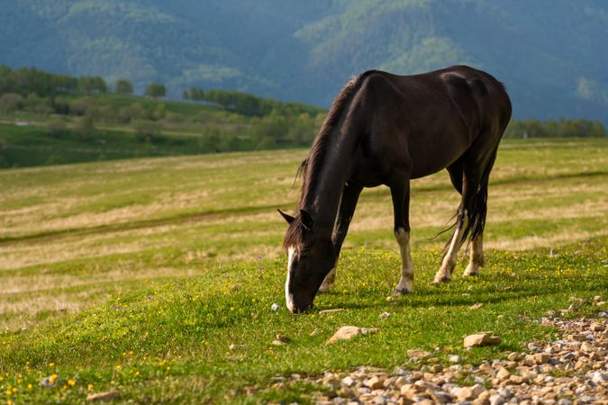 Horse grazing on grassy hillside.